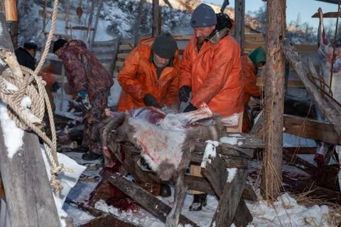 The preparation of deer meat, remove the hide from the deer, Kamchatka 11.22 Stock Photos