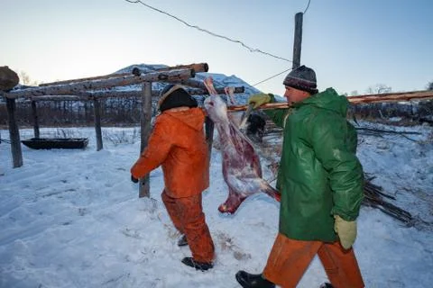 The preparation of deer meat, remove the hide from the deer, Kamchatka 11.22 Stock Photos