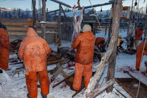 The preparation of deer meat, remove the hide from the deer, Kamchatka 11.22 Stock Photos