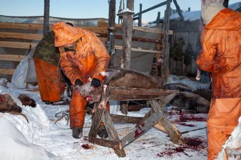 The preparation of deer meat, remove the hide from the deer, Kamchatka 11.22 Stock Photos