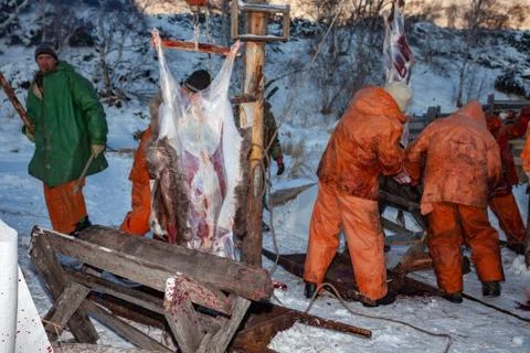 The preparation of deer meat, remove the hide from the deer, Kamchatka 11.22 Stock Photos