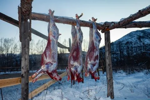 The preparation of deer meat, remove the hide from the deer, Kamchatka 11.22 Stock Photos