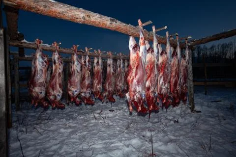 The preparation of deer meat, remove the hide from the deer, Kamchatka 11.22 Stock Photos