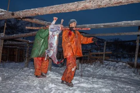 The preparation of deer meat, remove the hide from the deer, Kamchatka 11.22 Stock Photos