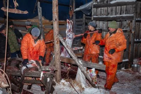 The preparation of deer meat, remove the hide from the deer, Kamchatka 11.22 Stock Photos