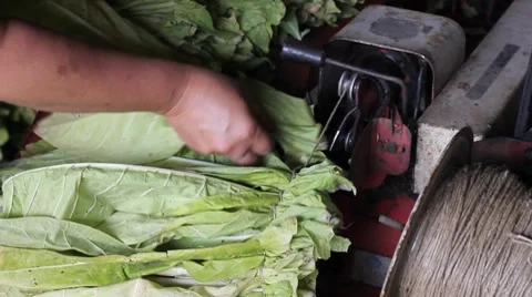 Preparation for drying tobacco Stock Footage 7697713