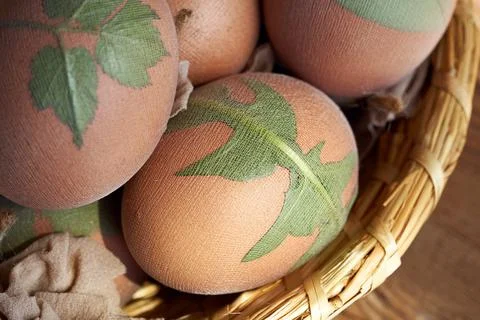 Preparation of Easter eggs for dyeing with onion peels with a pattern of herb Stock Photos