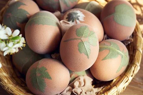 Preparation of Easter eggs for dyeing with onion peels with a pattern of herb Stock Photos