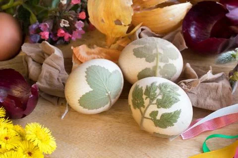 Preparation of Easter eggs for dying with onion peels Stock Photos