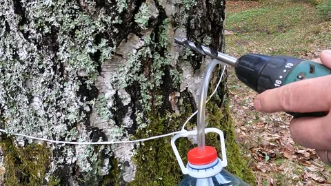 Preparation for extracting birch sap in early spring Stock Footage 328161278