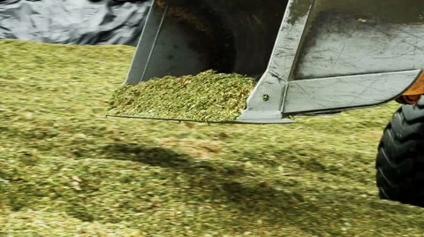 Preparation of feed for livestock Stock Footage 62449381