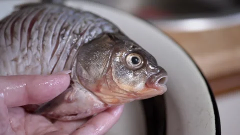 Preparation of Fresh Fish for Various Culinary Uses in the Kitchen for Delicious Video stock 312014666