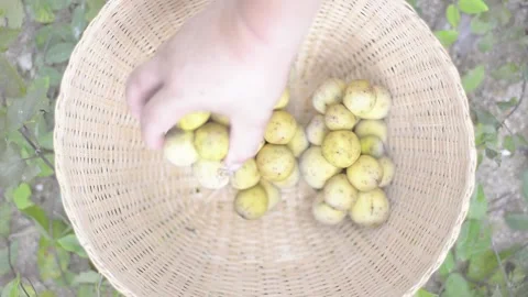 Preparation of fruit Stock Footage 158836903