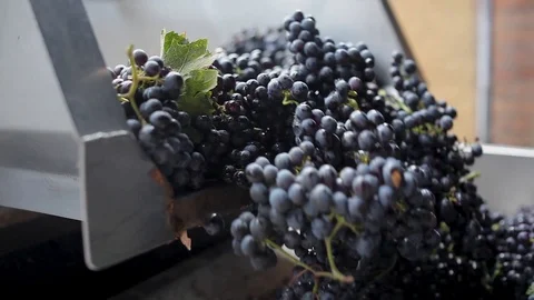 Preparation of grapes Stock Footage 94364806