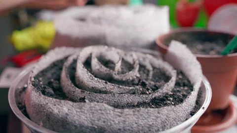 Preparation for growing seedlings using snail technology Stock Footage 311797715