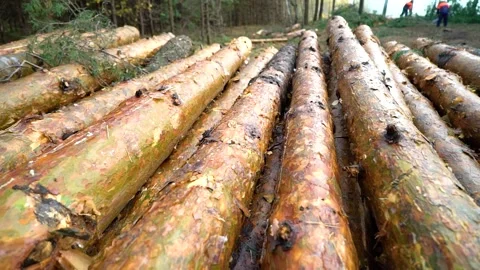 Preparation for the heating season by cutting down trees Stock Footage 219686487