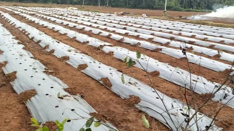 Preparation of land for drip irrigation - 4 k video -HD video Stock Footage 314498048