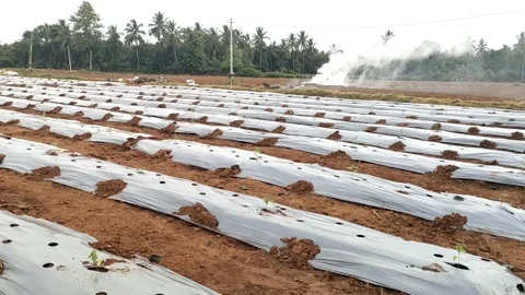 Preparation of land for drip irrigation - 4 k video -HD video Stock Footage 314498081