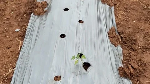 Preparation of land for drip irrigation - 4 k video -HD video Stock Footage 314498091