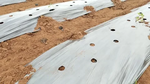 Preparation of land for drip irrigation - 4 k video -HD video Stock Footage 314498327