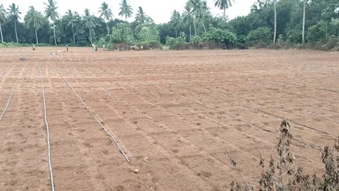 Preparation of land for drip irrigation - 4 k video -HD video  drip irrigation Stock Footage 314499863