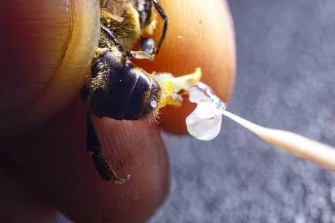 Preparation of material for artificial insemination of queen bees fertilization Stock Photos