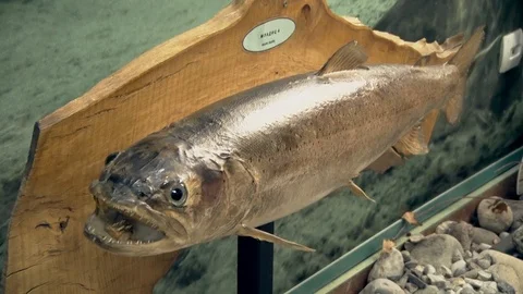 Preparation Model of River Fish Stock-Footage 96585012