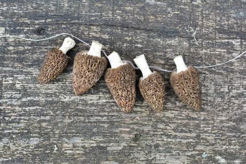 Preparation for Morel drying Stock Photos