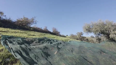 Preparation of olive picking nets on sloped remote hillside orchard Vídeo Stock 327865923