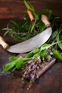 Preparation of sage for cooking Stock Photos