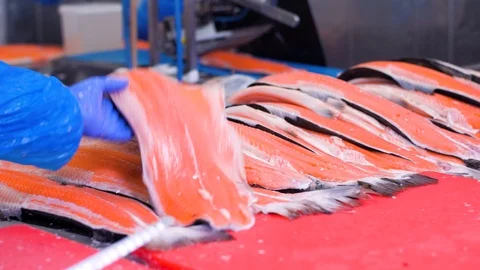 Preparation of Several Salmon Fillets for Processing at a Fish Factory. 스톡 동영상 111778670