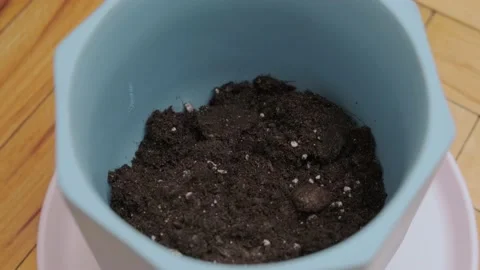 Preparation of soil in trays for seedlings Stock Footage 175227765