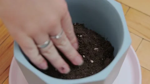 Preparation of soil in trays for seedlings Stock Footage 175227978