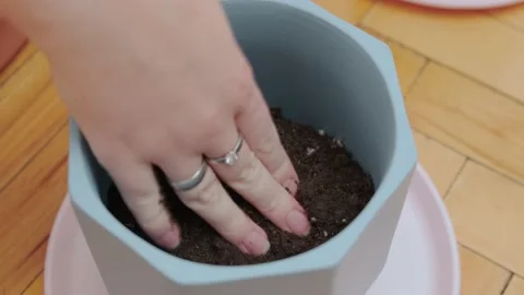 Preparation of soil in trays for seedlings Stock Footage 175228127