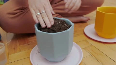 Preparation of soil in trays for seedlings 库存影片 175228511