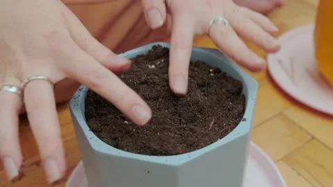 Preparation of soil in trays for seedlings Video stock 175229168