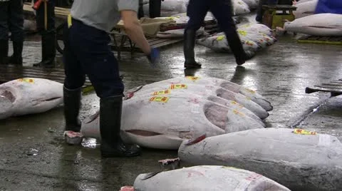 Preparation of sold tuna Stock Footage 11239148