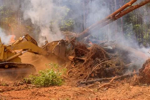 In preparation for subdivision of a housing development, trees are being cut Stock Photos