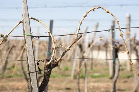 Preparations in the vineyard. Stock Photos