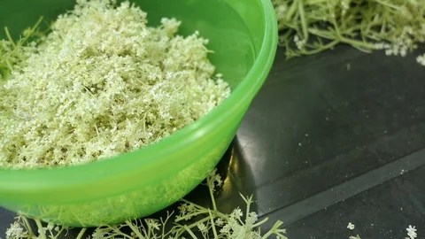 Prepare elder berry flower heads to making jam of it. cutting off flower head 스톡 동영상 109374595