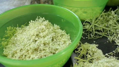 Prepare elder berry flower heads to making jam of it. cutting off flower head Stockbeeldmateriaal 109374786