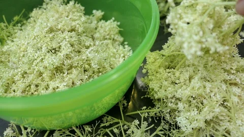 Prepare elder berry flower heads to making jam of it. multi video clip Vídeo Stock 109377743