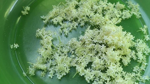 Prepare elder berry flower heads to making jam of it. cutting off flower head 스톡 동영상 109379434