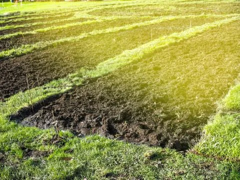 Prepare the planting.The conversion of vegetable crops of farmers. Stock Photos