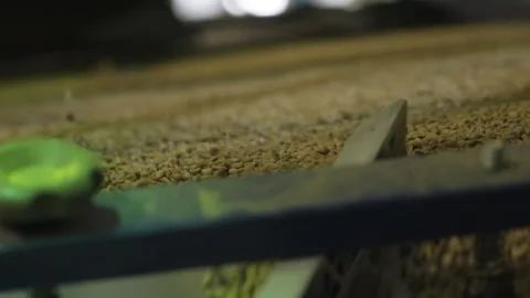 Prepare Raw Coffee Beans for Roasting Video stock 284611817