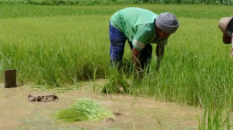 Prepare rice farmer Stock Footage 66245227