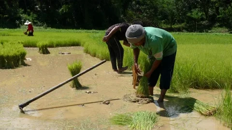 Prepare rice Stock Footage 66245614