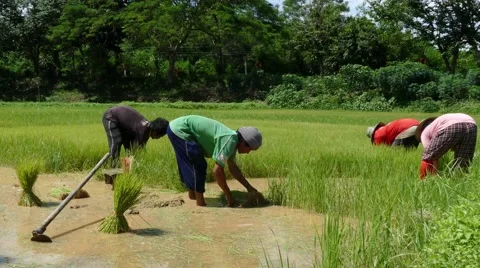 Prepare rice for plant Stock Footage 66245549