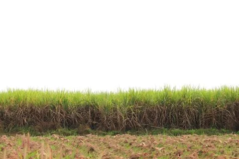 Prepare Sugarcane Field on isolated Stock Photos