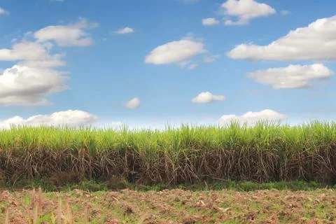 Prepare Sugarcane Field Stock Photos